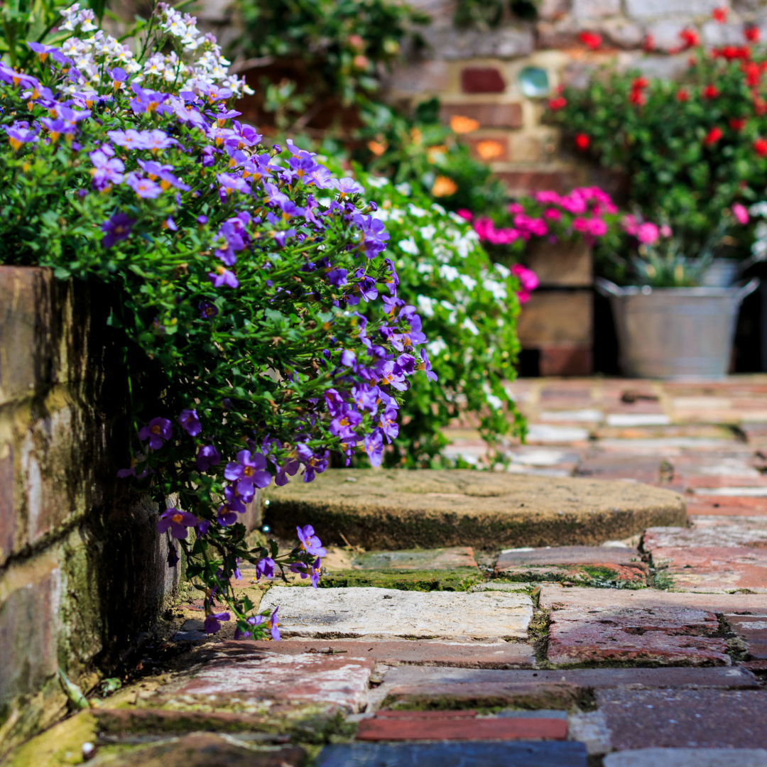 Flowers growing in a garden