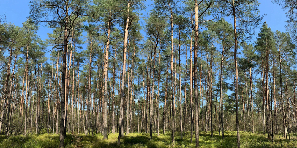 The forest in Verwood, Dorset